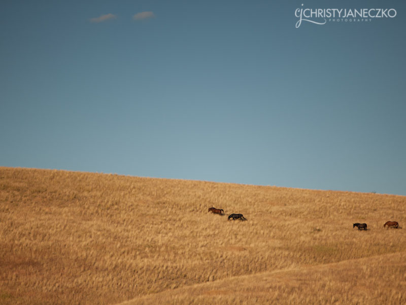 Missoula Montana Horses on Horizon