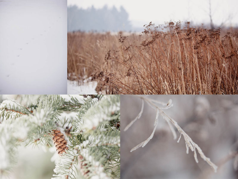 pine cone frozen fields ice winter wisconsin