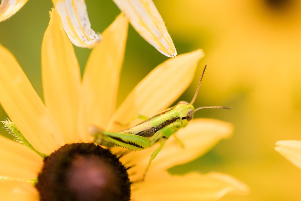 grasshopper on a yellow flower