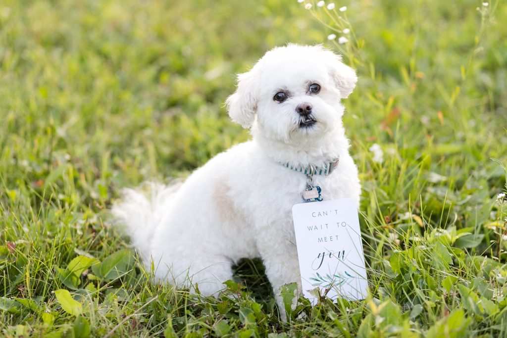 big sister dog can't wait to meet her little human with a card that says "can't wait to meet you"