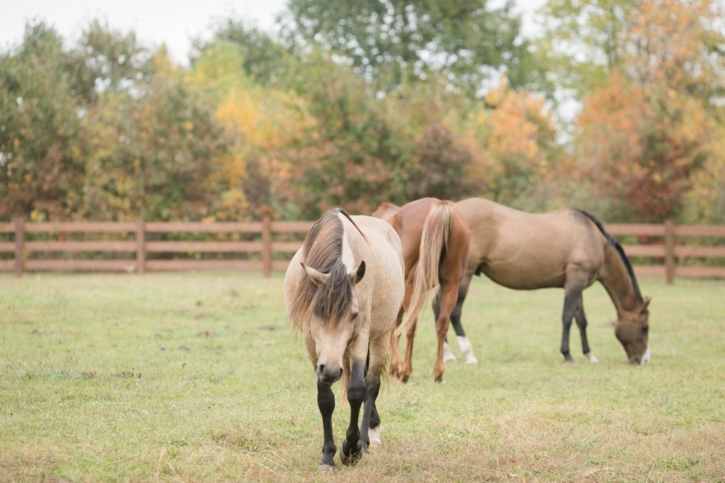 horses in the pasture at Lilydale in Chippewa Falls 